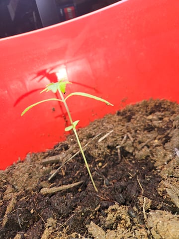 1st plant. Strain: Green Gelato AutoFlower — seedling_rooting, day 19