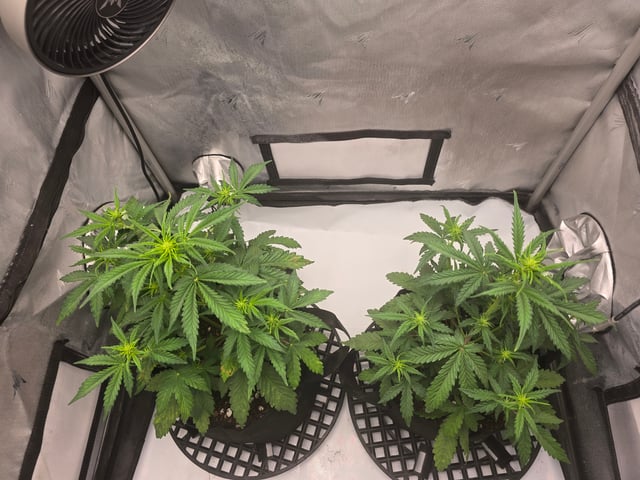 Dream beans burnt garlic — vegetative, day 29