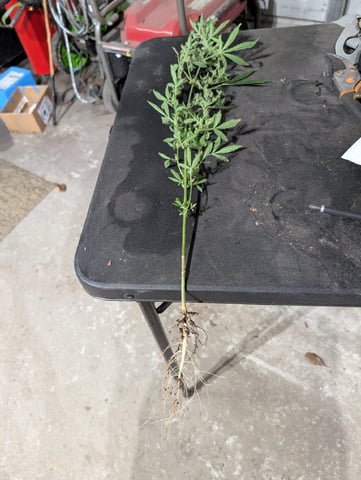 Country Boy — dead, day 55