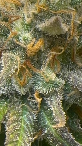 The Bud Professional Candy Factory  — flower, day 21