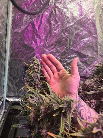 high octane x holy grail  — auto, day 73