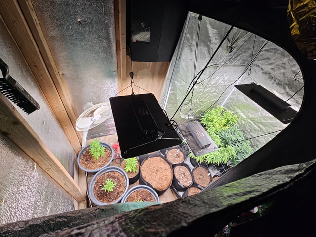 round 2 — flower, day 54