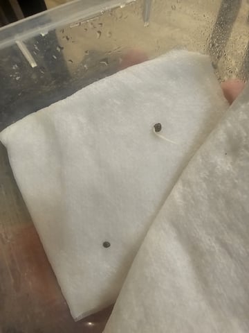 Bruce Banner — germination, day 12