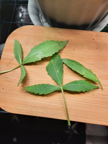 missing pieces — vegetative, day 32