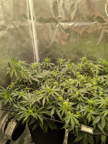 first grow — flower, day 32