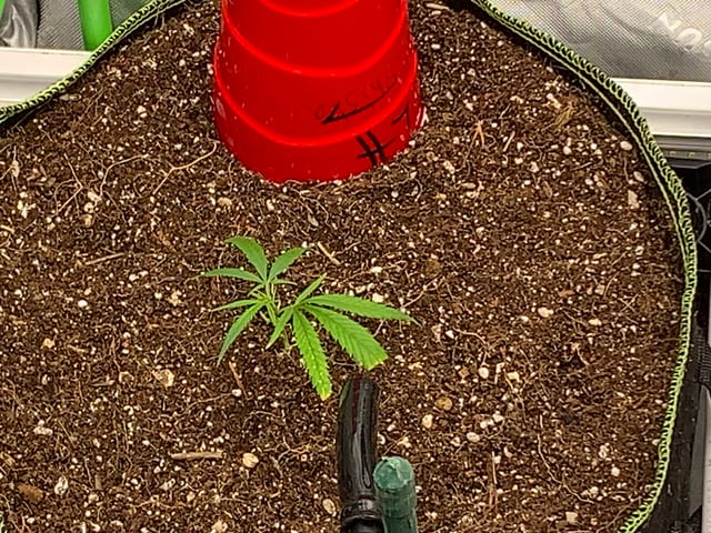 Six  — vegetative, day 20