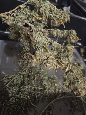 new bee's  — harvest, day 168