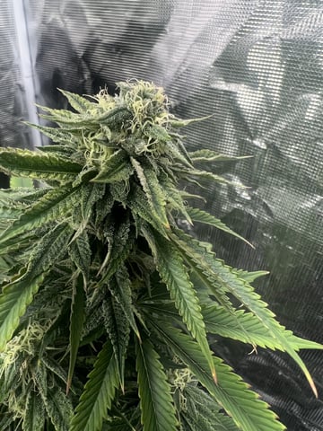 New LADIEZZ — flower, day 108