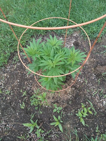 Motorbreath 15 — vegetative, day 6