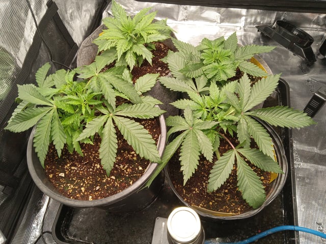 critical purple kush x peyote wifi  in the auto pot system tray 2 grow with added microhazian to the coco coir  — vegetative, day 26