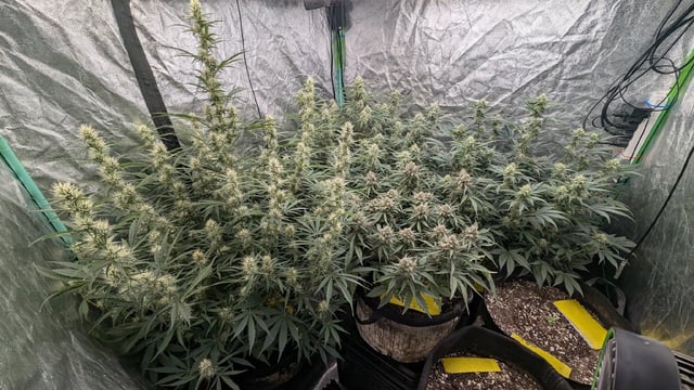 Perpetual Autoflower Mixed Grow #3 — flower, day 57