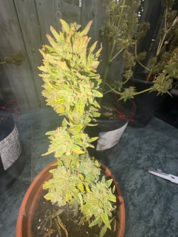 Muliflex — harvest, day 101