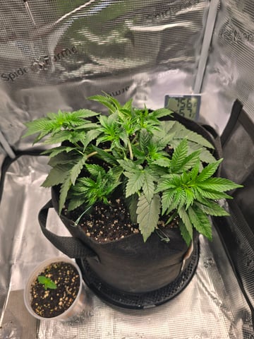 Northern lights #10 (Alaska) — vegetative, day 23