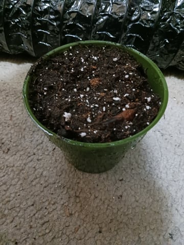 4th grow  — germination, day 6