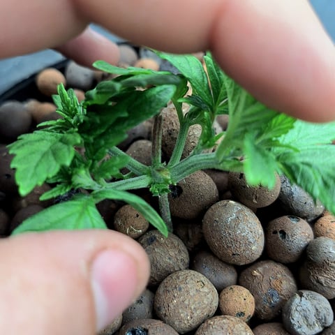 Blackberry Kush — vegetative, day 20