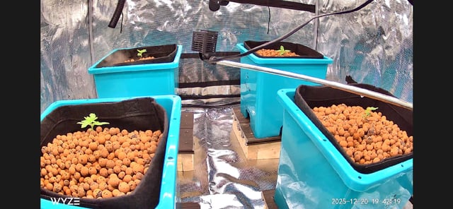 Auto Flower #1 — seedling_rooting, day 11