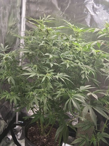 My Girls — flower, day 39