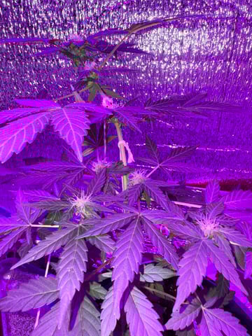 Quick One — flower, day 7