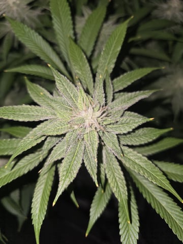 Barney's Farm - Cherry Popper — flower, day 101