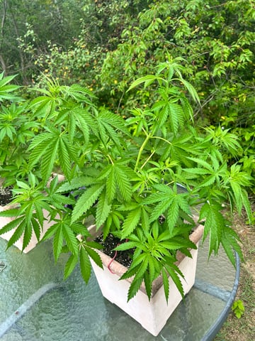 White Widow Twins — vegetative, day 50