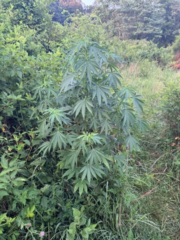 First grow — flower, day 1