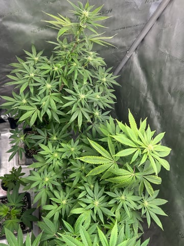 Stardust OG  — flower, day 106