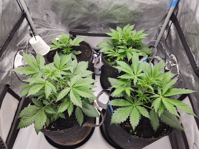 Mephisto's Flava Flav (Grape Crush x Guava Fig) — vegetative, day 32