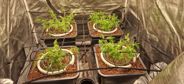 New Strains — vegetative, day 46