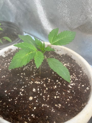 Lavender and Anesthesia Auto — vegetative, day 30