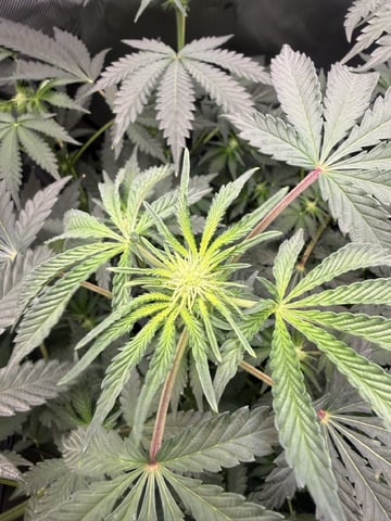 Random Seed — flower, day 48