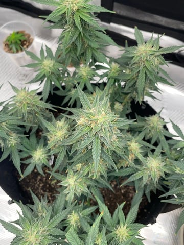 Autos and sour diesel! — flower, day 31