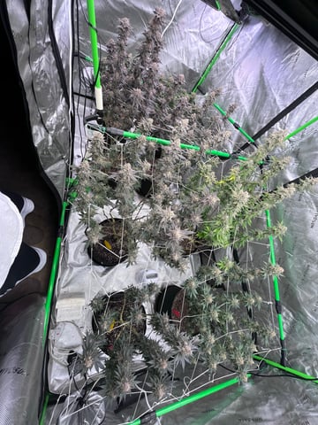 Rookie — flower, day 43