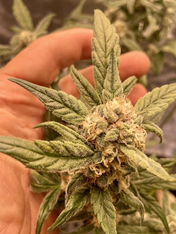 Autos and sour diesel! — flower, day 126