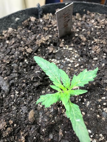 autos — germination, day 84