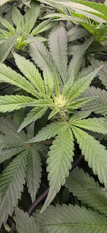 Ace Killer OG — flower, day 45