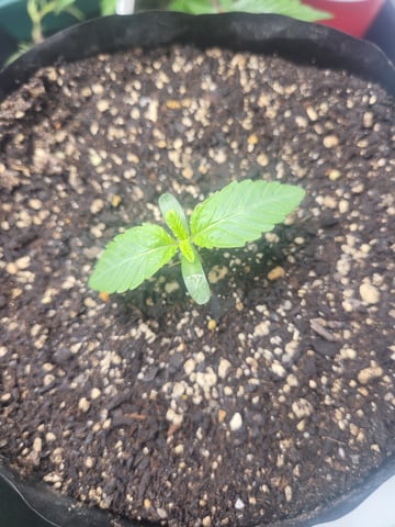 herbies free seed — seedling_rooting, day 1