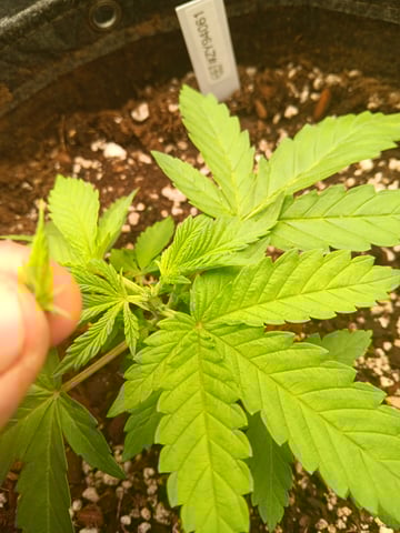 HP CC — vegetative, day 25