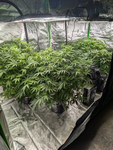 Acapulco Gold  — flower, day 69