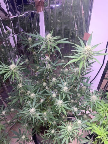 FIRST AUTO RUN — auto, day 36