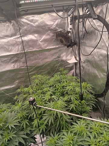 Master Kush — flower, day 74