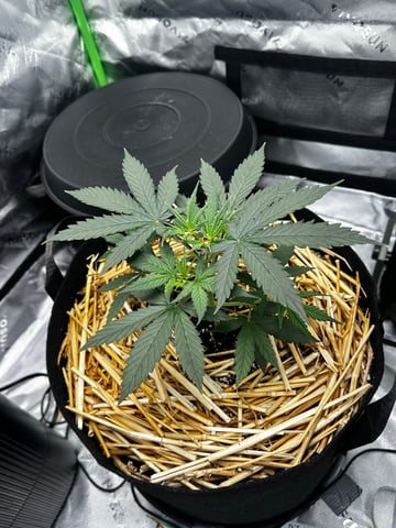 Pine (Auto) 2025 - 0 — vegetative, day 32