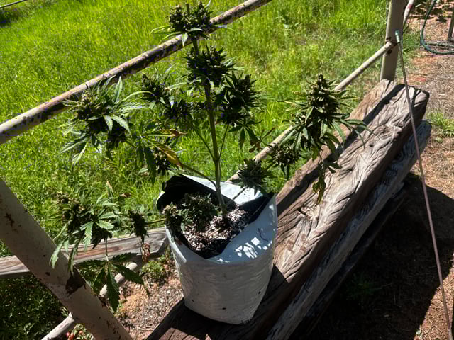 Autoflowers — harvest, day 69