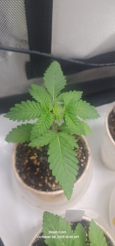 Another Custom Creation — seedling_rooting, day 11