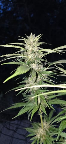 first grow — flower, day 16