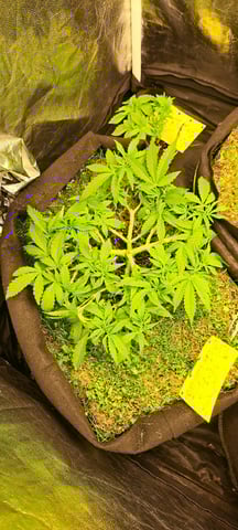 First Grow with the new setup  — vegetative, day 48