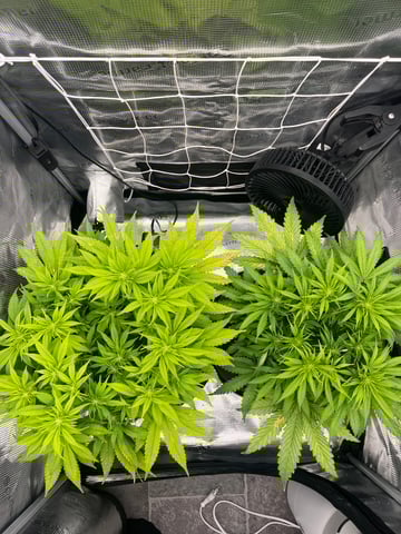 Gorilla Zkittlez & RS #11 — flower, day 57