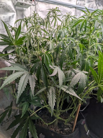 Boogie Brew + Bloom — flower, day 72