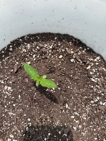 •Freedom Grow• — seedling_rooting, day 15