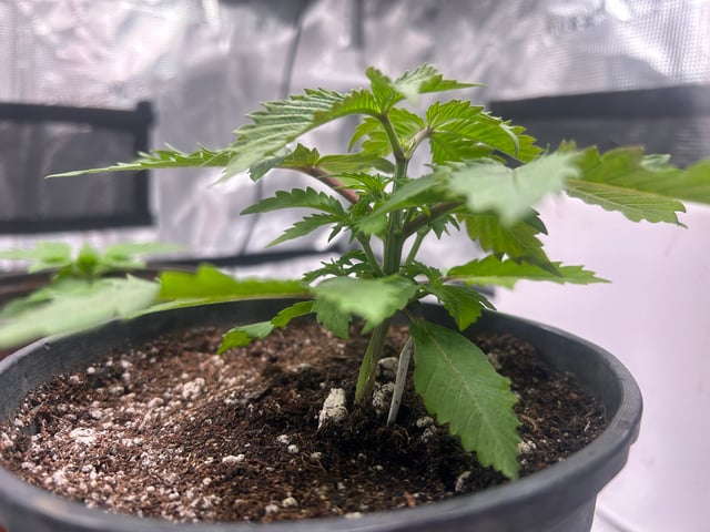 2025-26 harvest INDOOR — vegetative, day 52