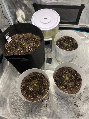 Gorilla Melon — seedling_rooting, day 11